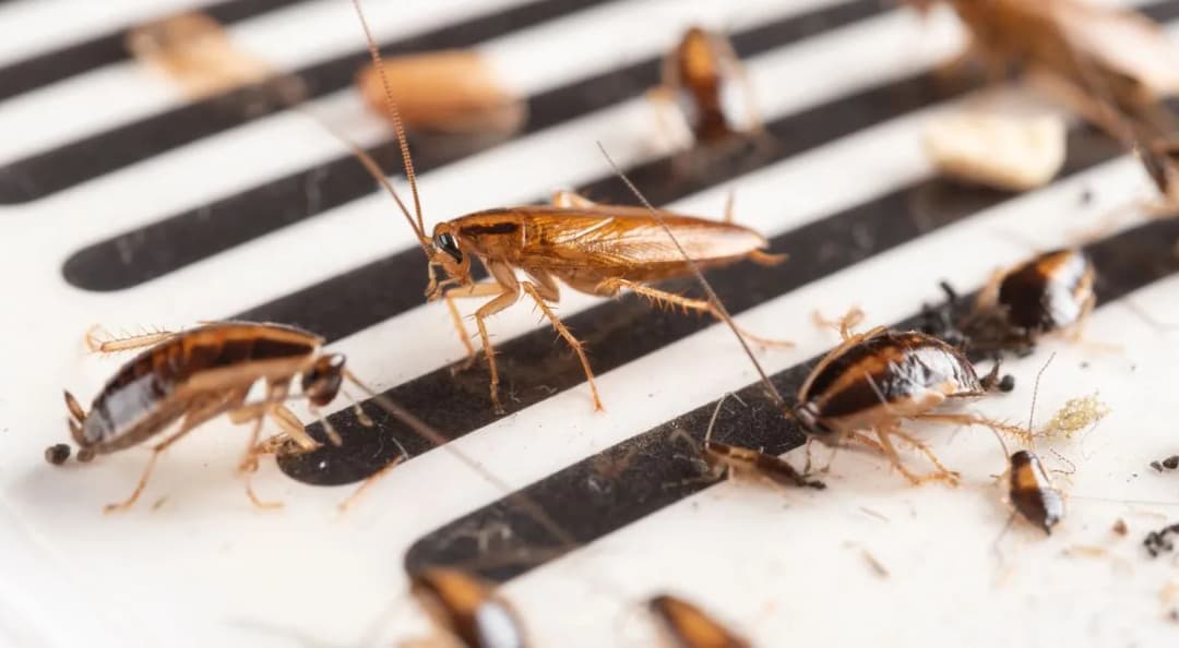 Jak skutecznie pozbyć się robaków w łazience: 8 sprawdzonych metod